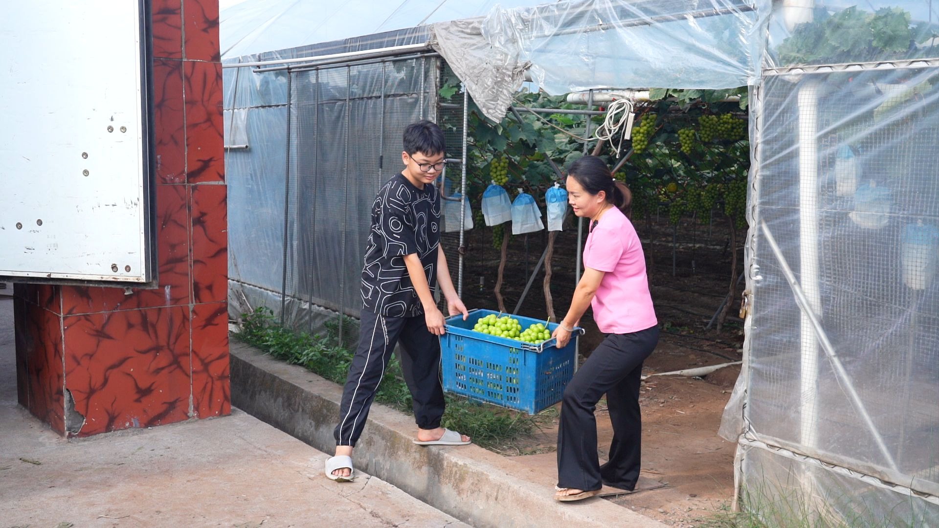 阳光玫瑰大丰收啦，果农辛勤的汗水换来葡萄挂满枝头，每一颗都饱