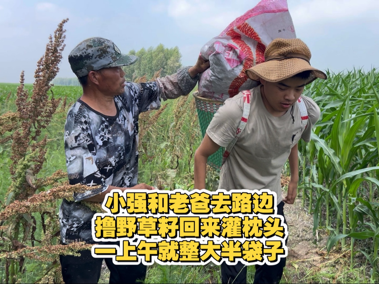 小强和老爸去路边，撸野草籽回来灌枕头，一上午就整大半袋子