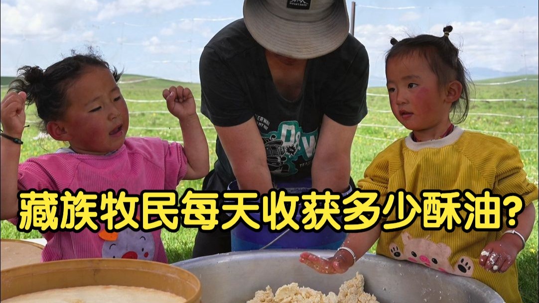 藏族牧民挤奶季每天能收获多少酥油？