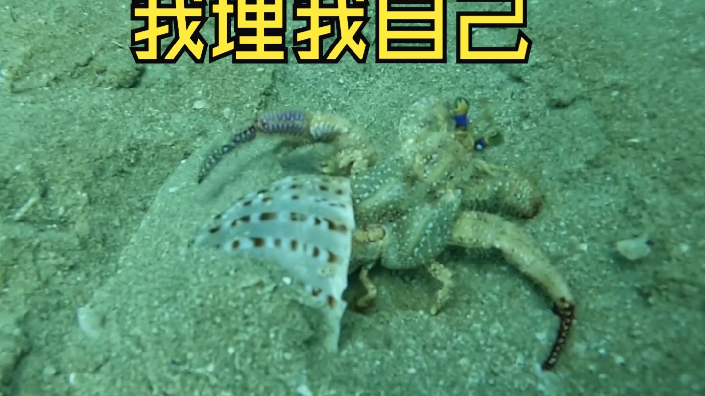 渔民海底赶海抓海鲜日常