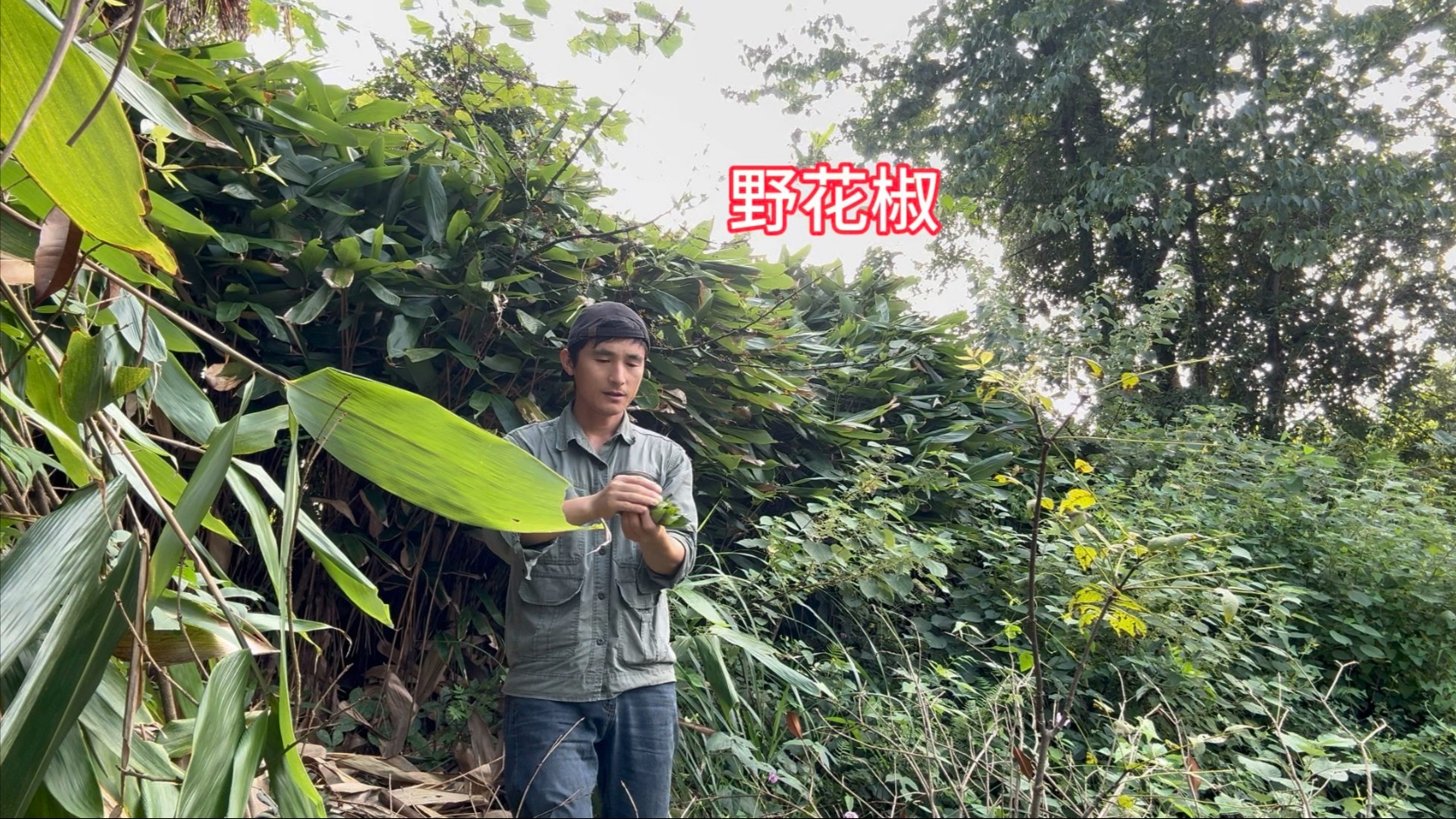 来村里挑选小狗，还摘了一把花椒叶，和面粉油炸香脆酥