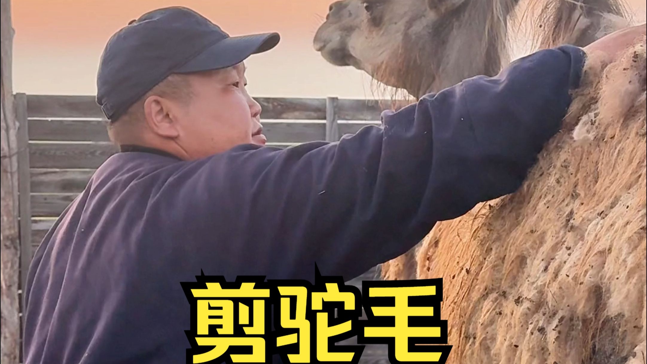 天气越来越热了，到了给骆驼们理发的季节了，大家知道剪下来的驼