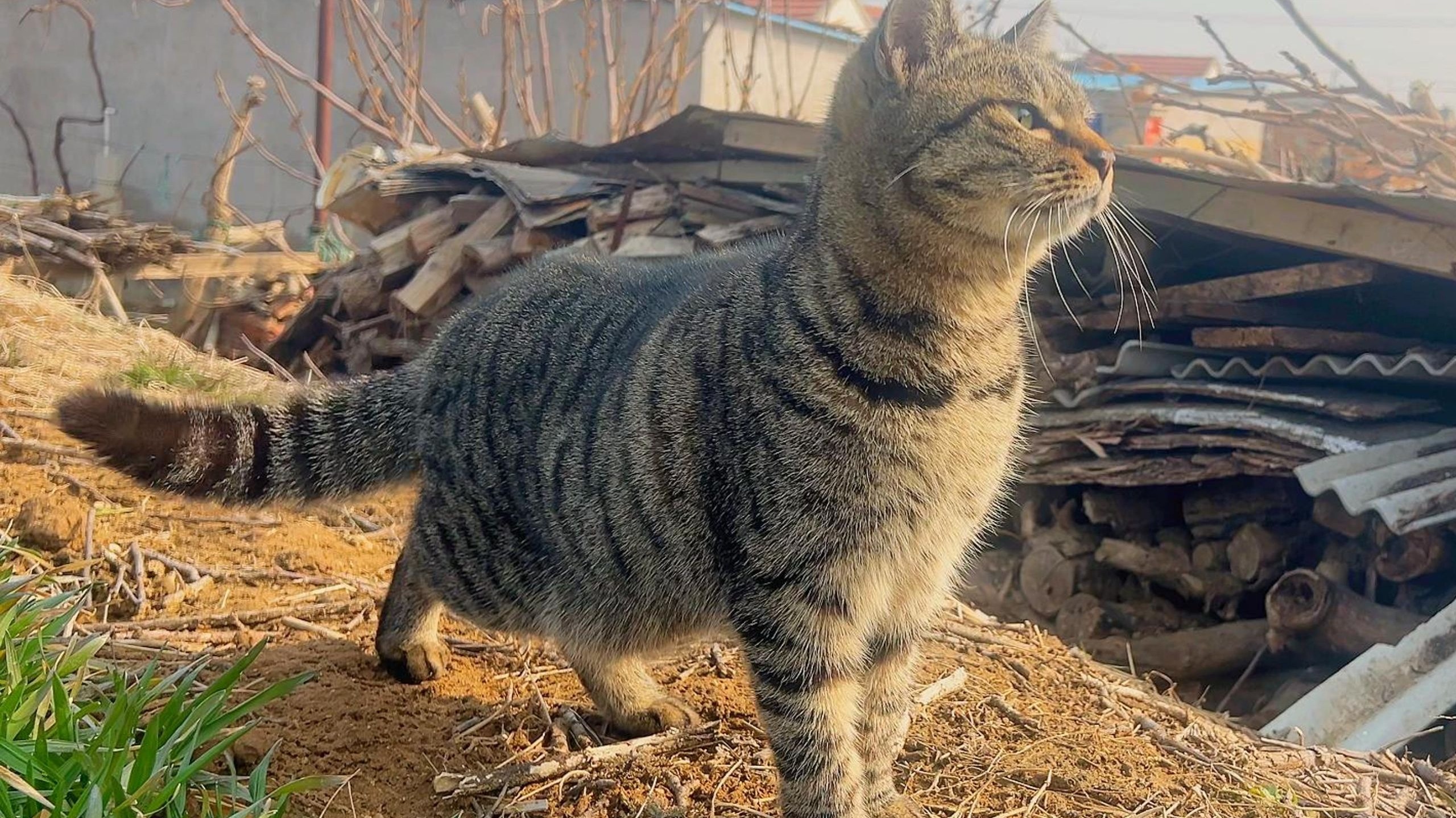 笑死，猫挣钱的速度比我都快