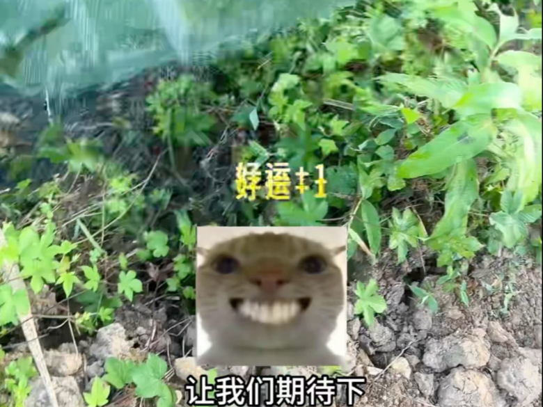 脚滑倒扑进蛇窝，本以为是厄运到来，没想到是好运降临！