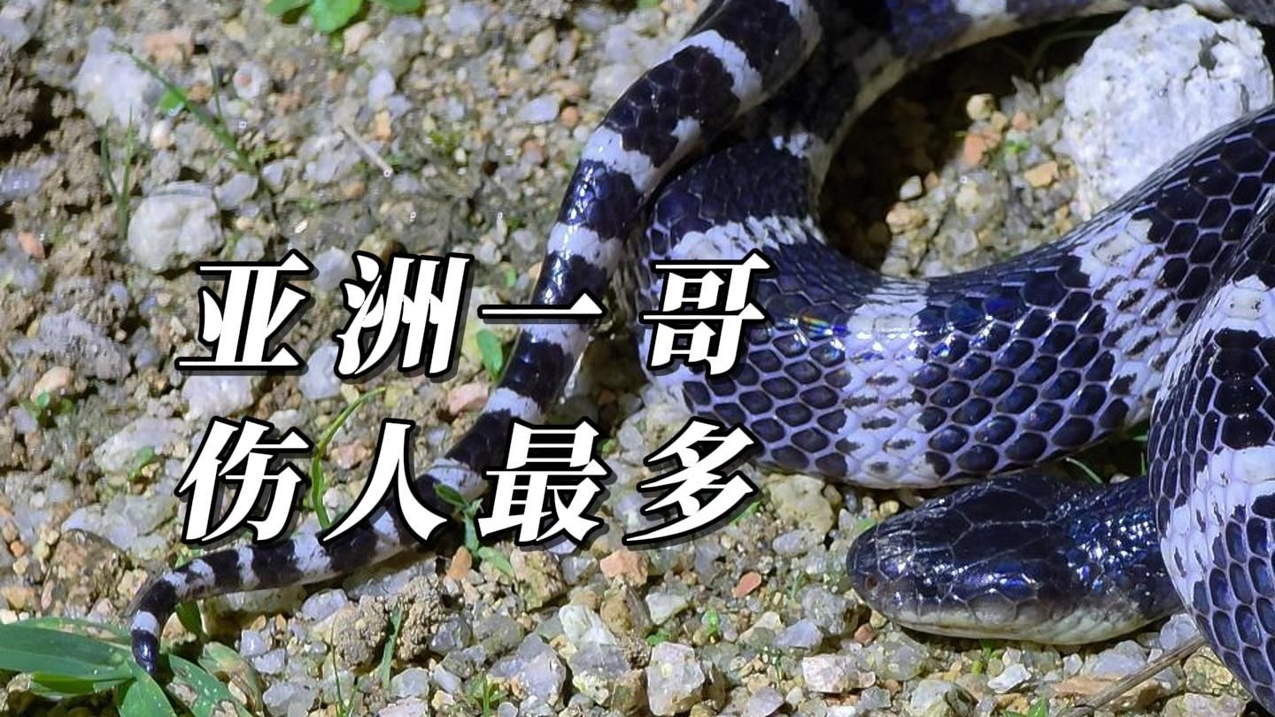 银环蛇重登一哥宝座，户外走夜路要特别小心！