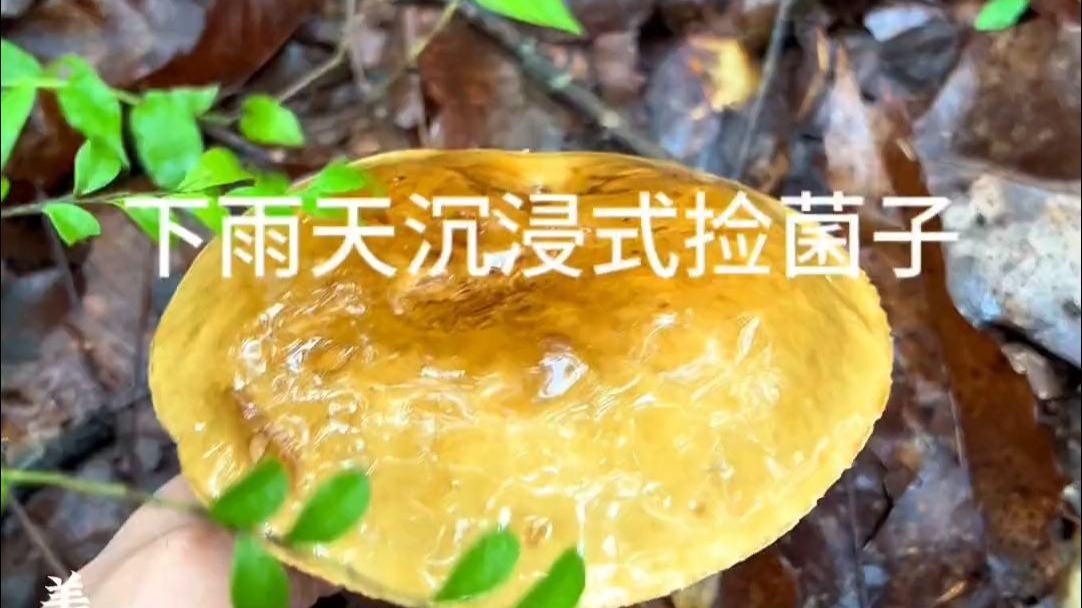 解压雨天沉浸捡菌子，伴随着阵阵雨声，蘑菇悄然出现在森林里的每