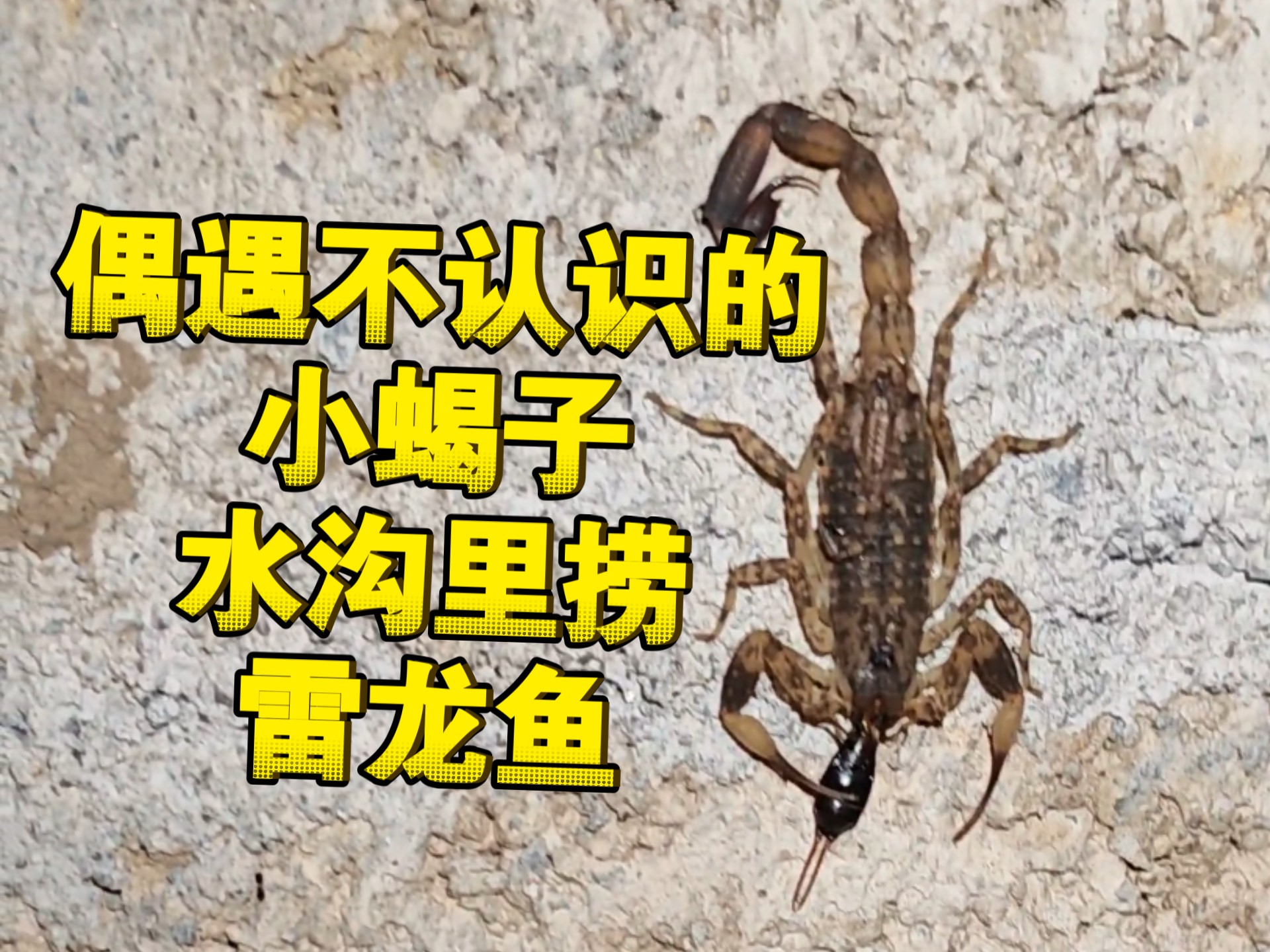 在保山偶遇不认识的小蝎子，然后水沟里捞雷龙鱼，甚至还遇到了鳝