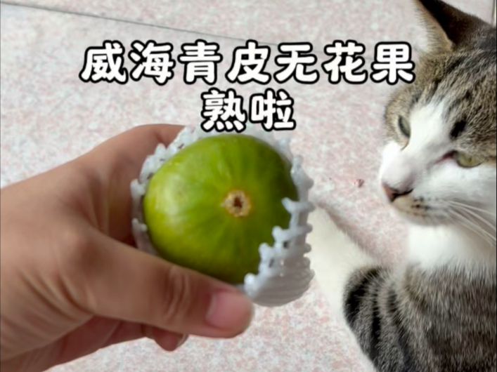 猫咪质检员已上线，好吃的威海青皮无花果可以冲啦