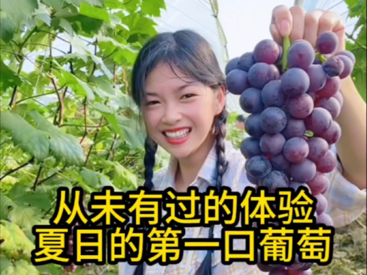 生活没有暂停键，但快乐有。今天带小芳去附近果园摘葡萄，她高兴