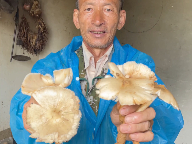 大山里的鸡枞菌美食