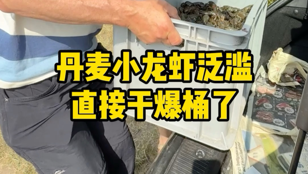 丹麦的小龙虾又到了泛滥的季节！吃不完！根本吃不完#丹麦迷歌 #