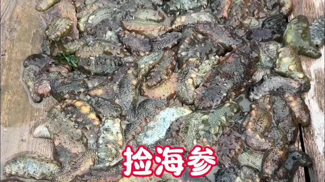 住在资源丰富的小岛上 靠海吃海 想吃什么捡什么 看看我们今