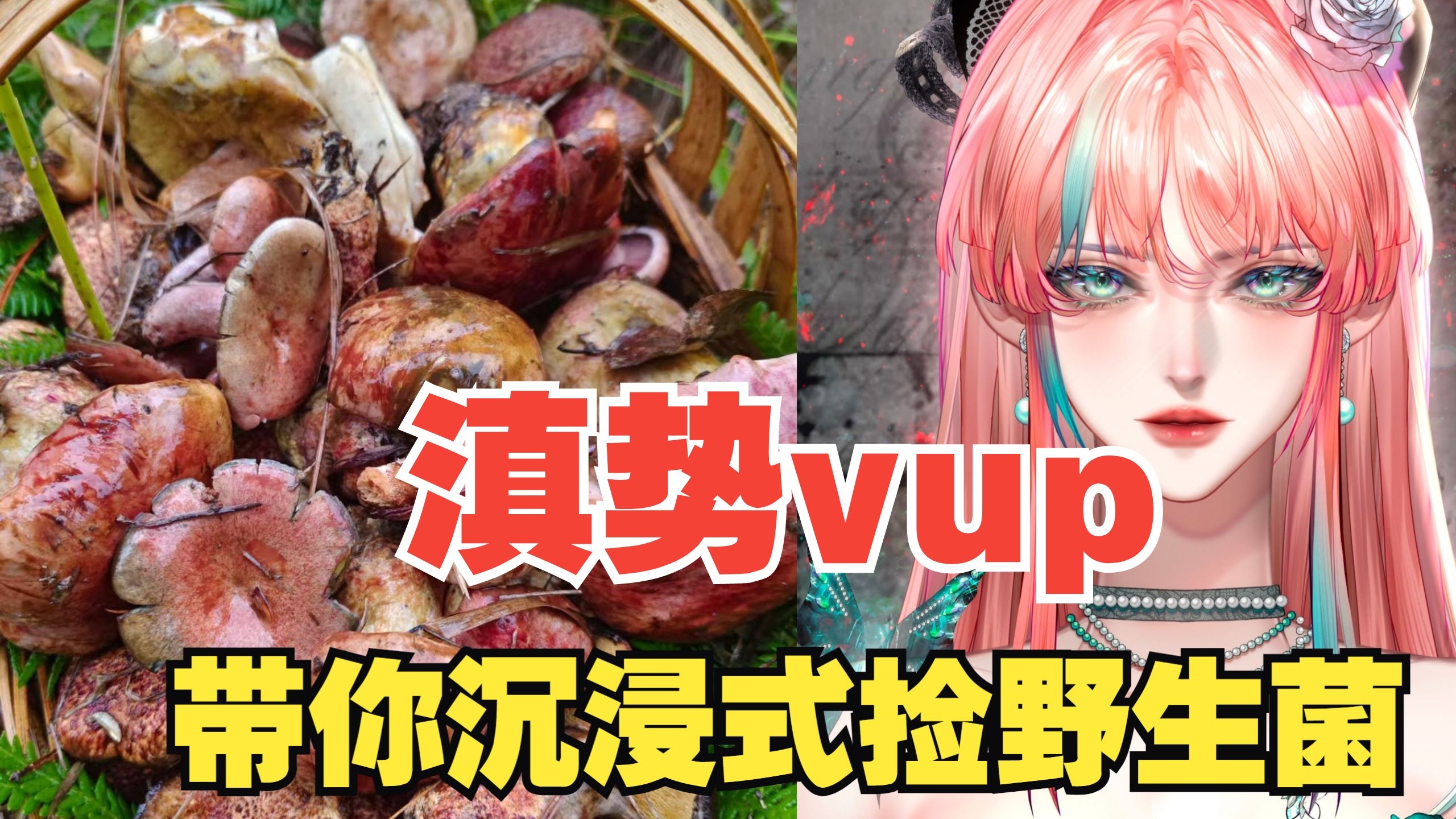 【野生菌第二弹】12分钟超浓缩沉浸式采野生菌