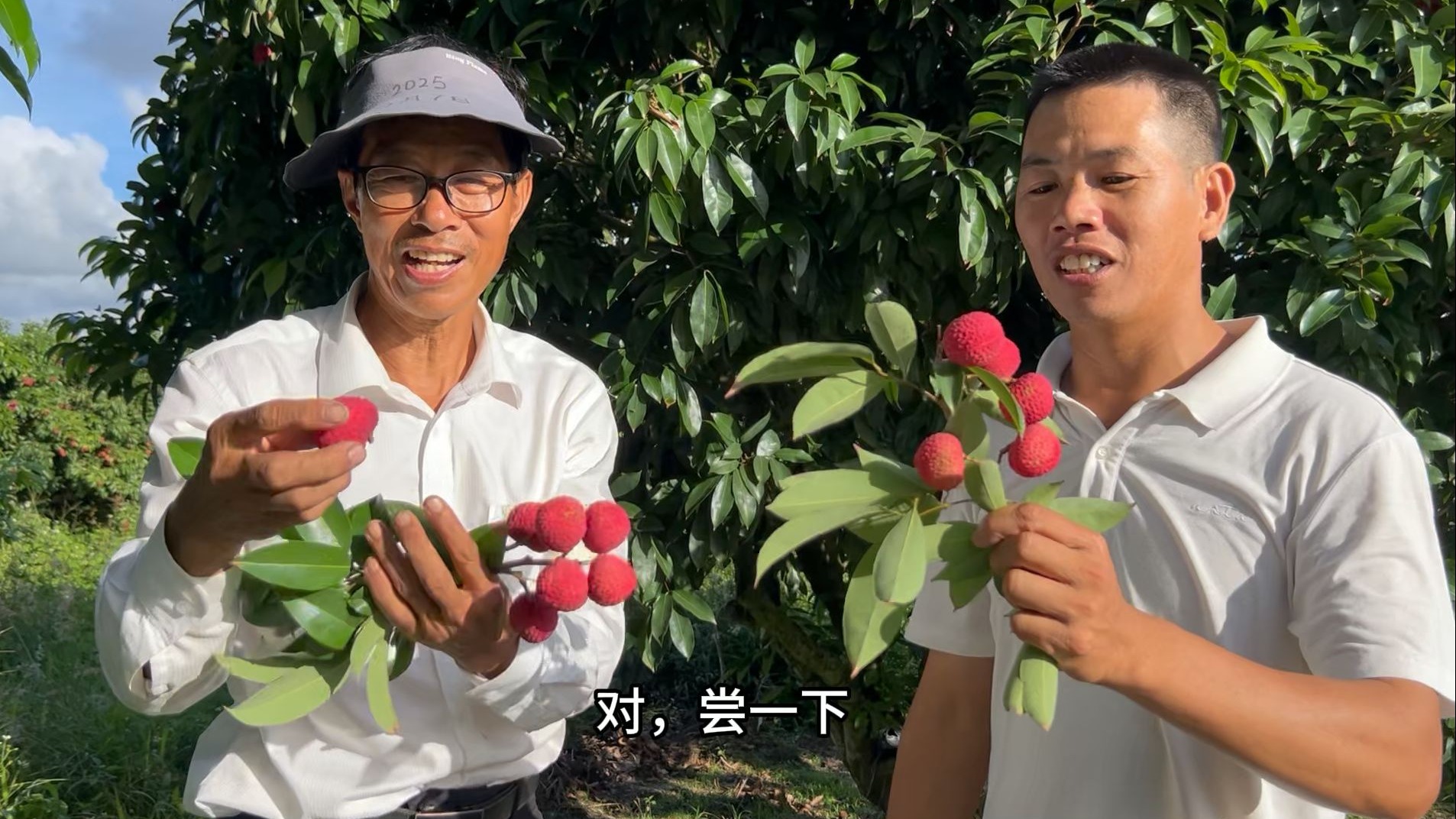 超漂亮的荔枝，冰荔被誉为荔枝中的爱马仕品种，小池过来果园吃到