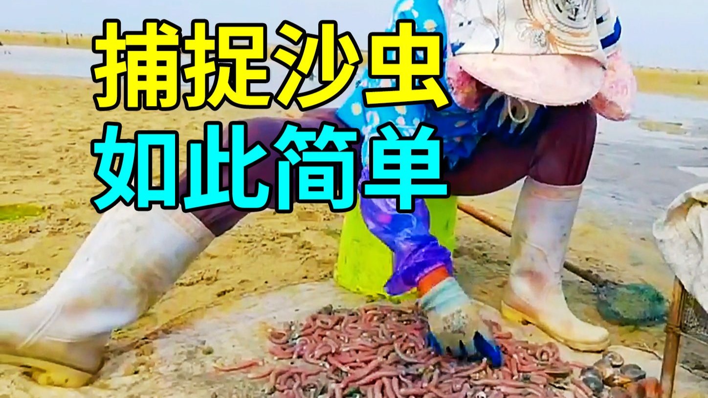 沙虫的秘密，养殖过程大开眼界