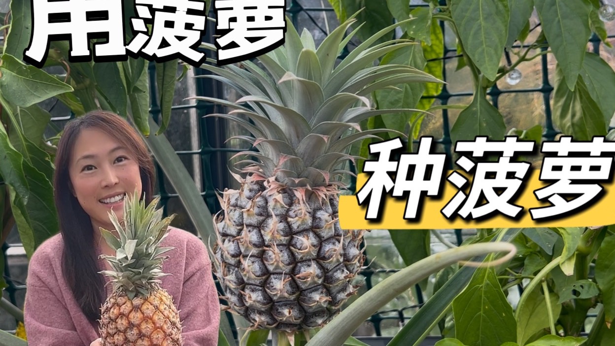超市菠萝切一刀，就能种出新果实！简单又神奇的种植方法