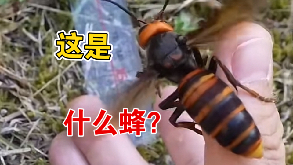 这是什么蜂？小姜带你认识二十多种不同种类的蜂！