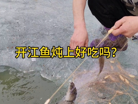 冬日冰上捕鱼，美味开江鱼等你来尝！