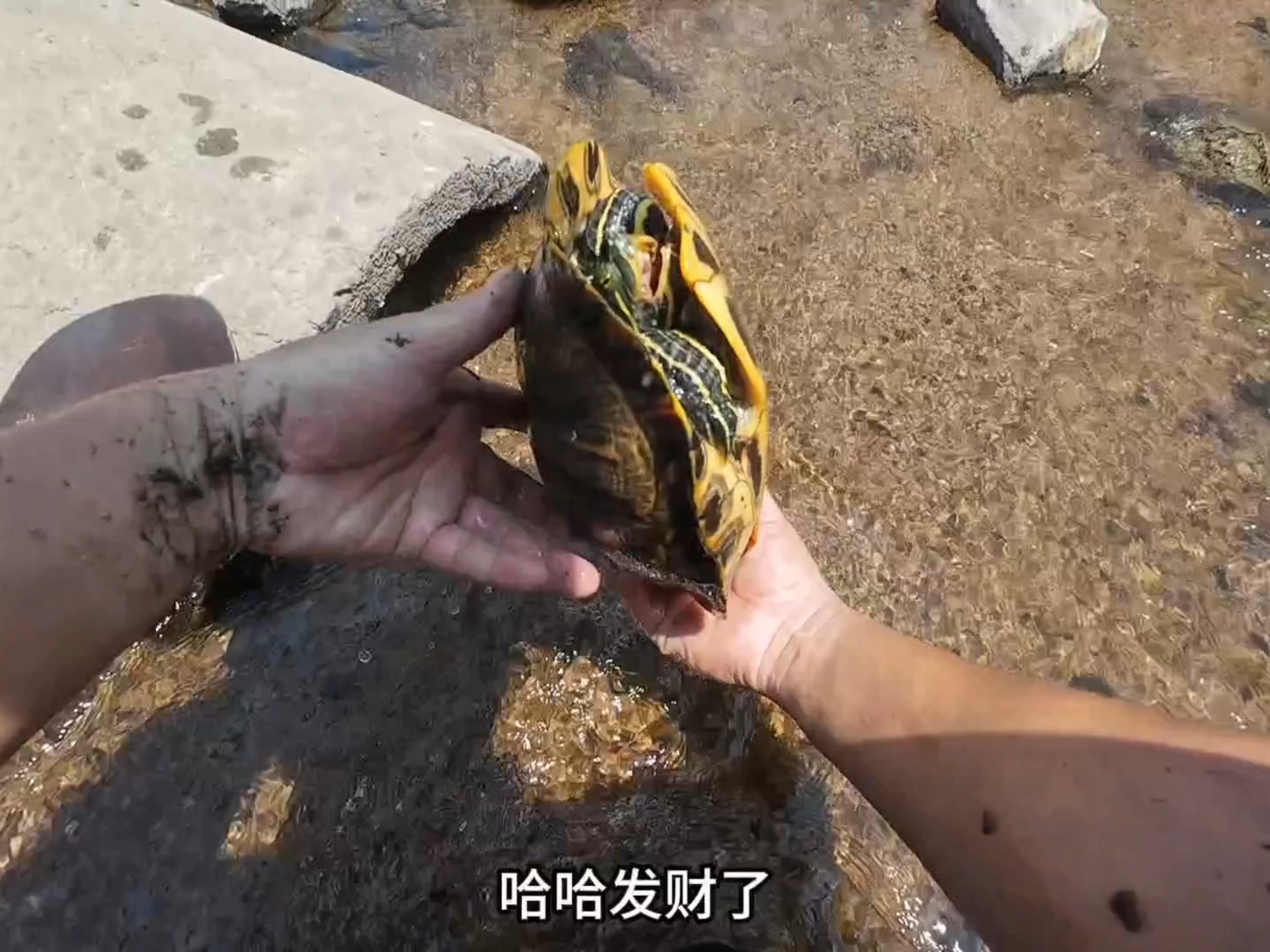 河水退水了，赶河抓鱼有惊喜