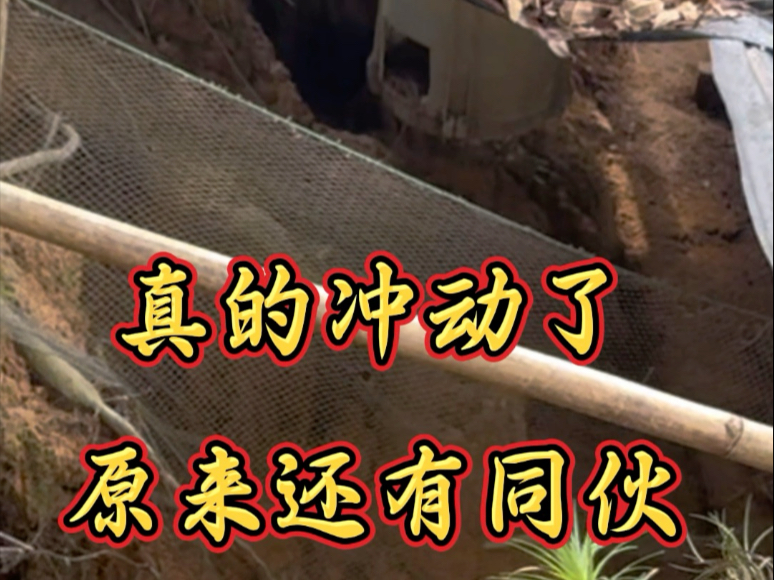 果然还是冲动了，原来是团伙作案
