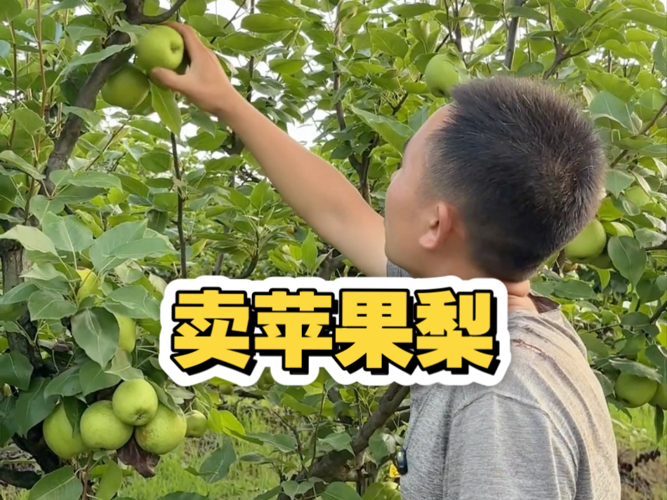 甘大娃摘一背篓的苹果梨去城里卖，她们都说是“苹果”，没想到这