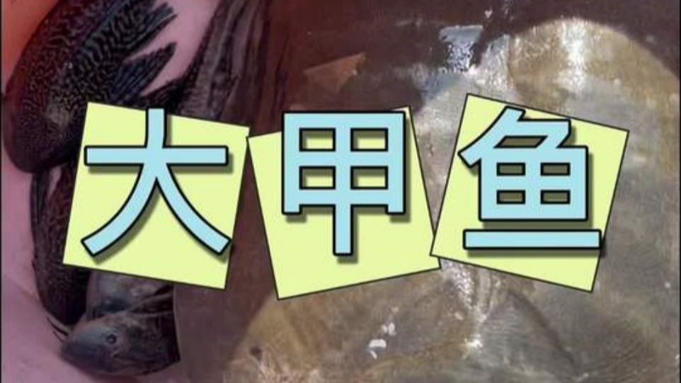 下过雨后的地笼惊喜不断