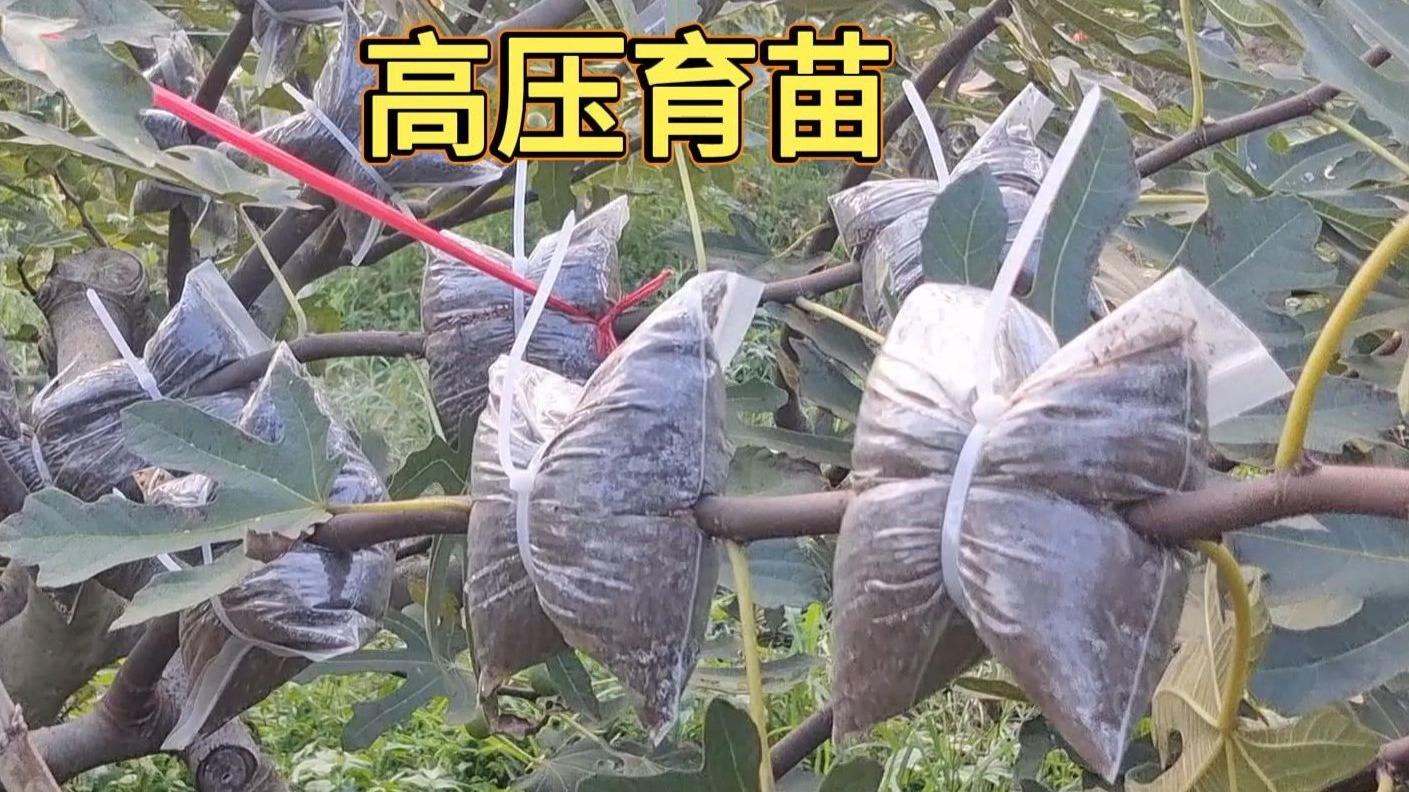 自封袋高压育苗-无花果