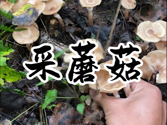 早起的鸟儿有虫吃，今天采的榛蘑又好又多！