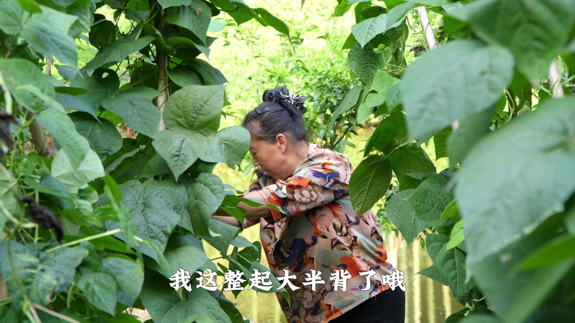 播种下的种子，用心管理就会给你回报，收获了这么多四季豆！