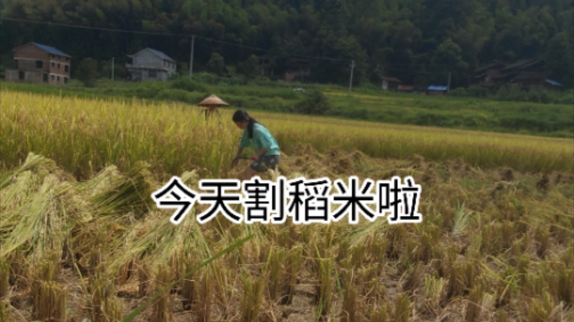 割稻谷啦，希望这几天天气不要太热