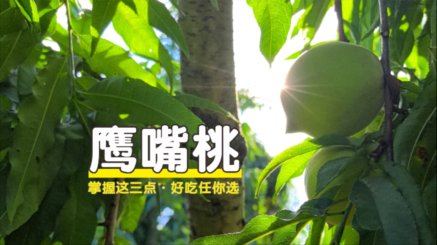 小时候最喜欢在桃树下乘凉，随手摘下颗桃子往身上擦擦就吃，那清