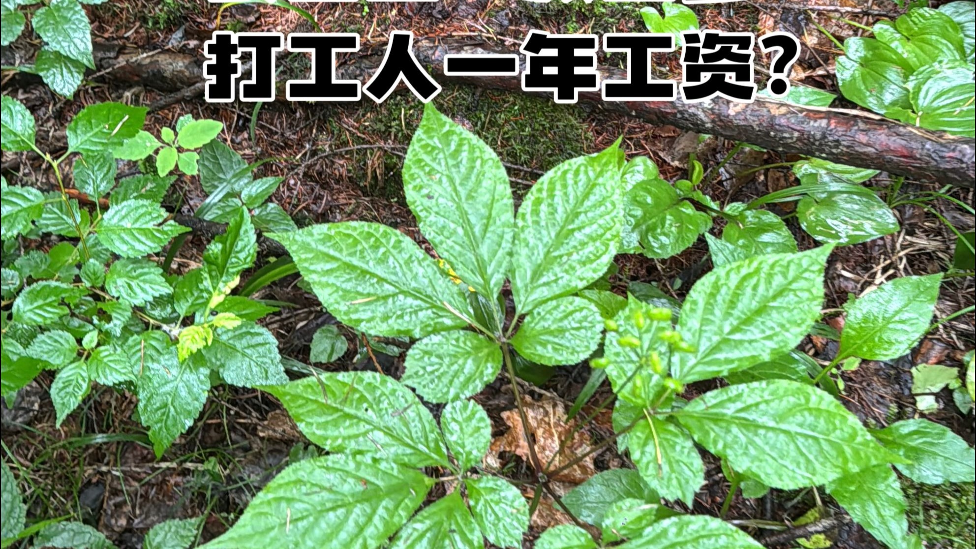 长白山一颗山参等于打工人一年工资？