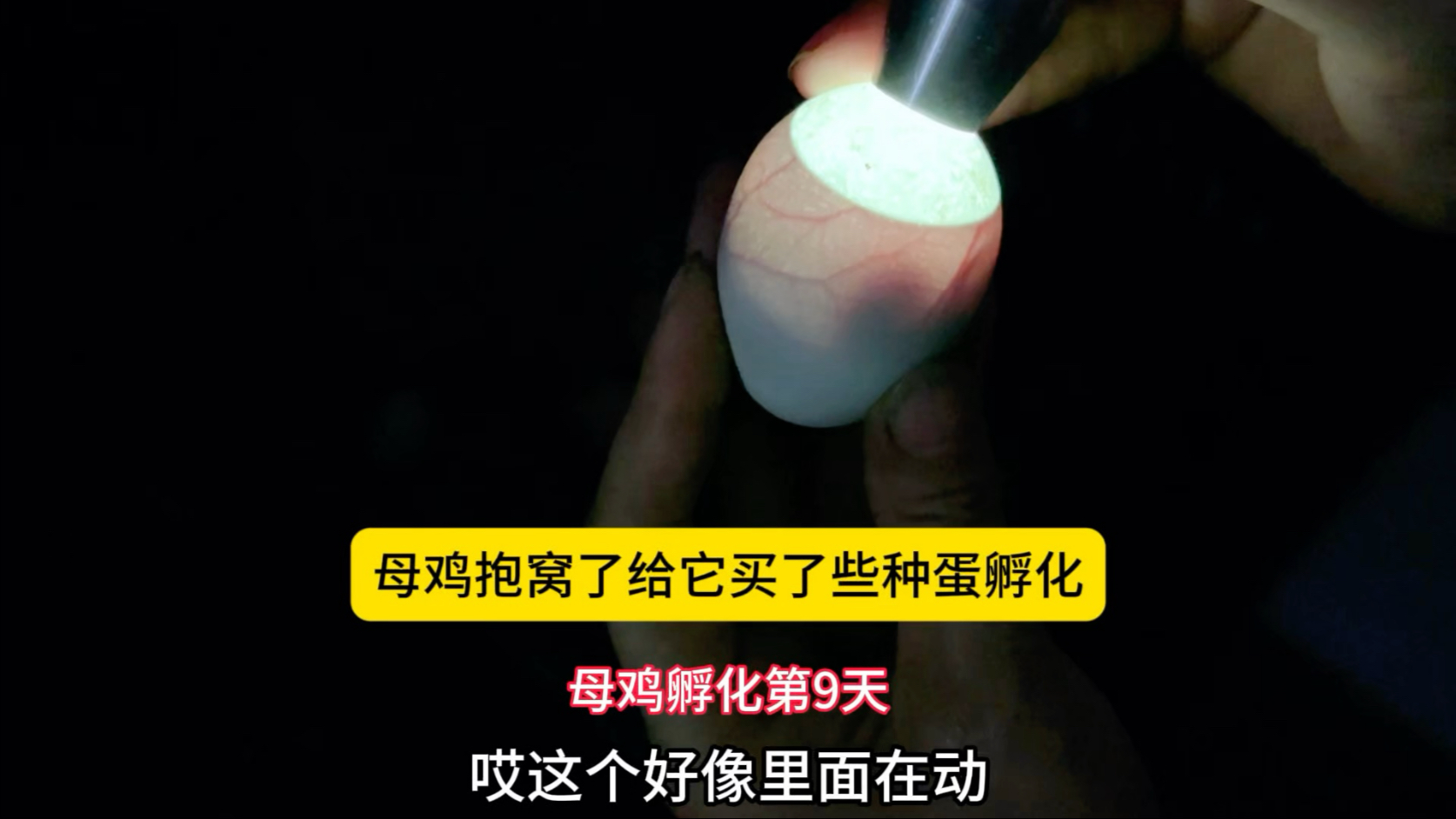 楼顶菜园养的母鸡抱窝了 买了些鹊山鸡的种蛋给它孵化