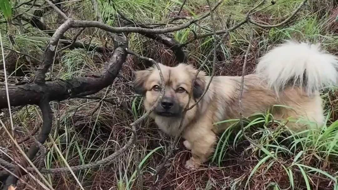 找菌子也可以开挂，找菌子的快乐是狗狗给的#菌犬