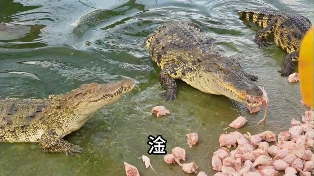 想要鳄鱼养的好，饲养员一个也少不了