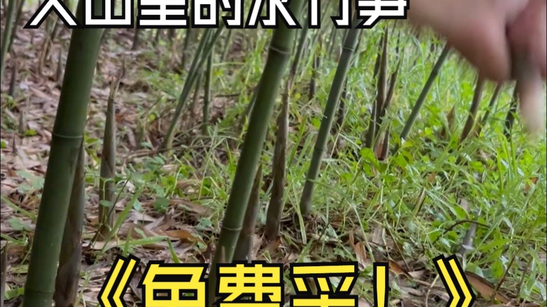 藏在大山里的野生水竹笋，你们喜欢嘛？