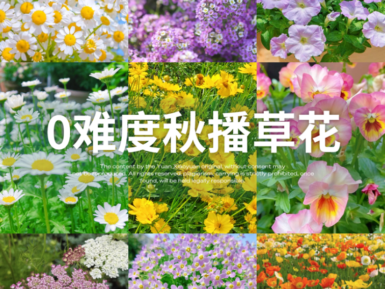 播种失败？不存在的！10款秋播0难度小草花