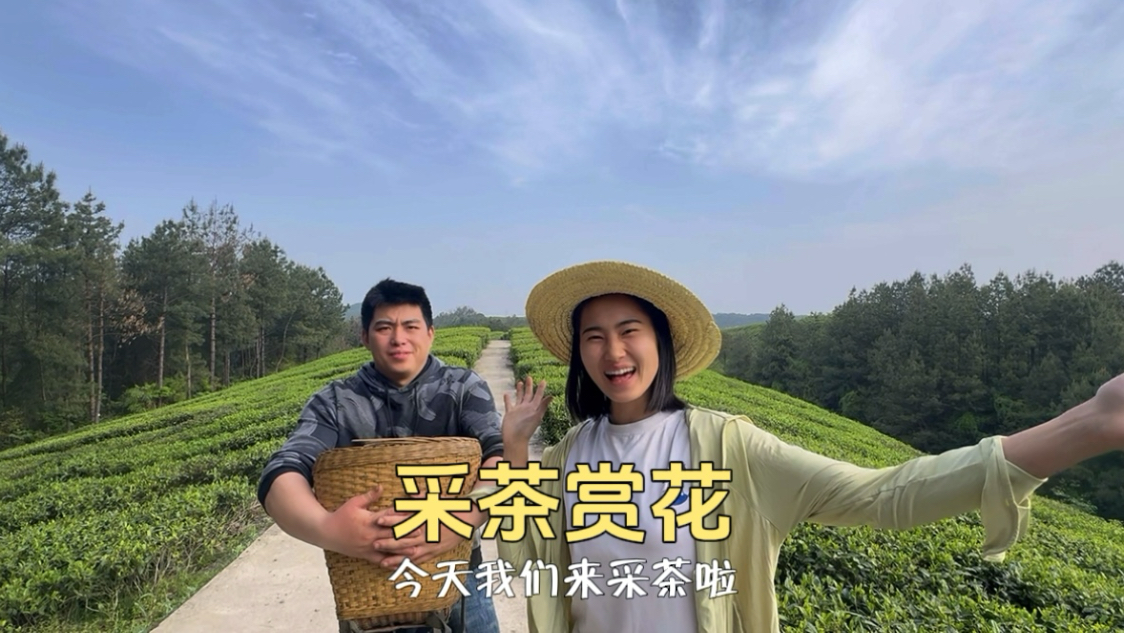 采春茶做绿茶饼，还有开遍满山的映山红