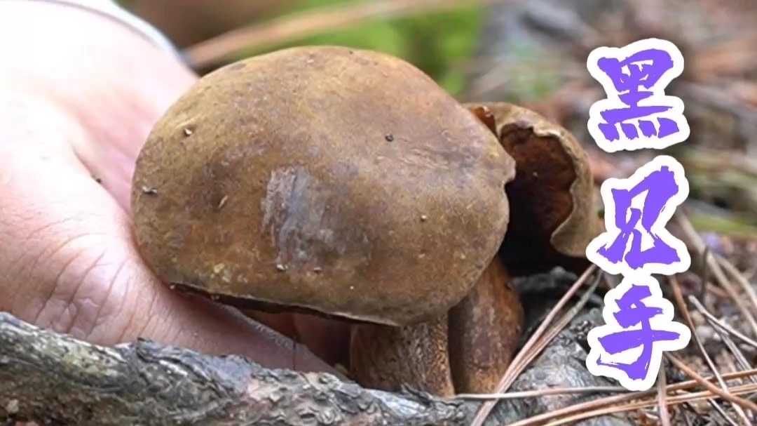 藏起来的窝子长大了，可爱的蘑菇一朵接一朵