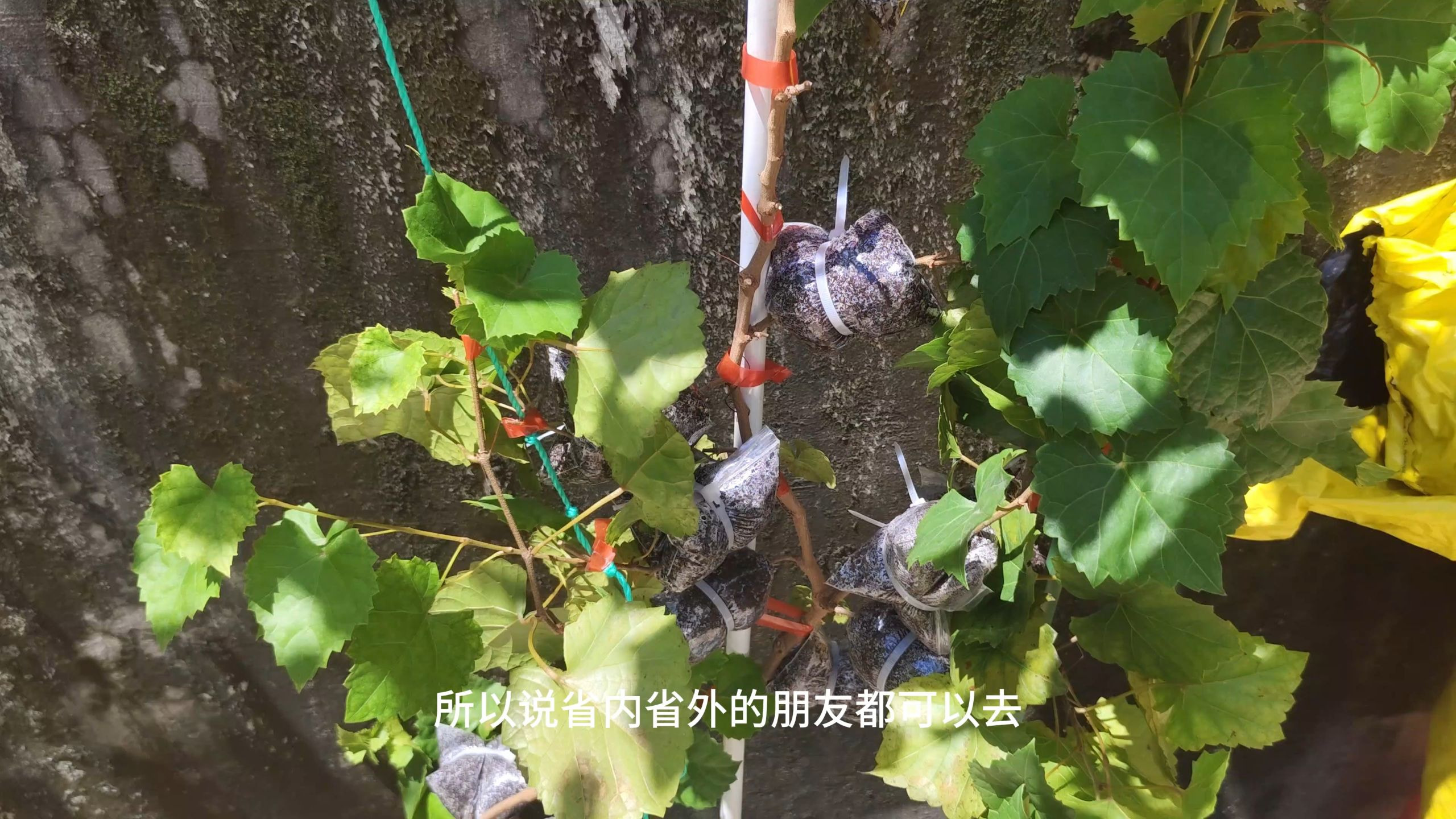 抽了奖，接下来的就是很多很多小伙伴久等的高压包了。这个高压
