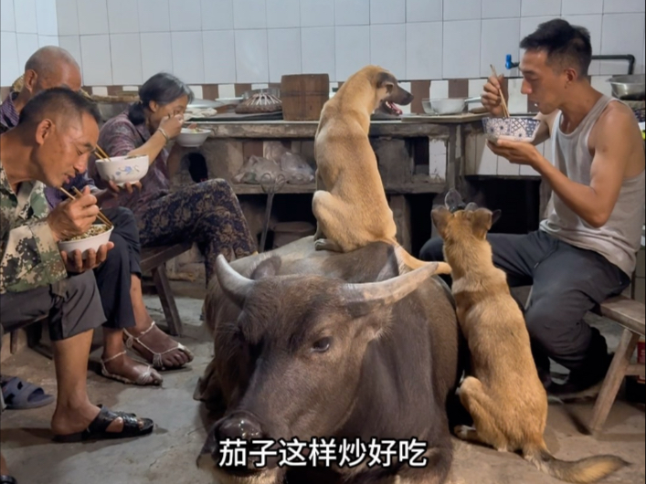 下雨后种白菜，晚上做个茄子炒肉丝