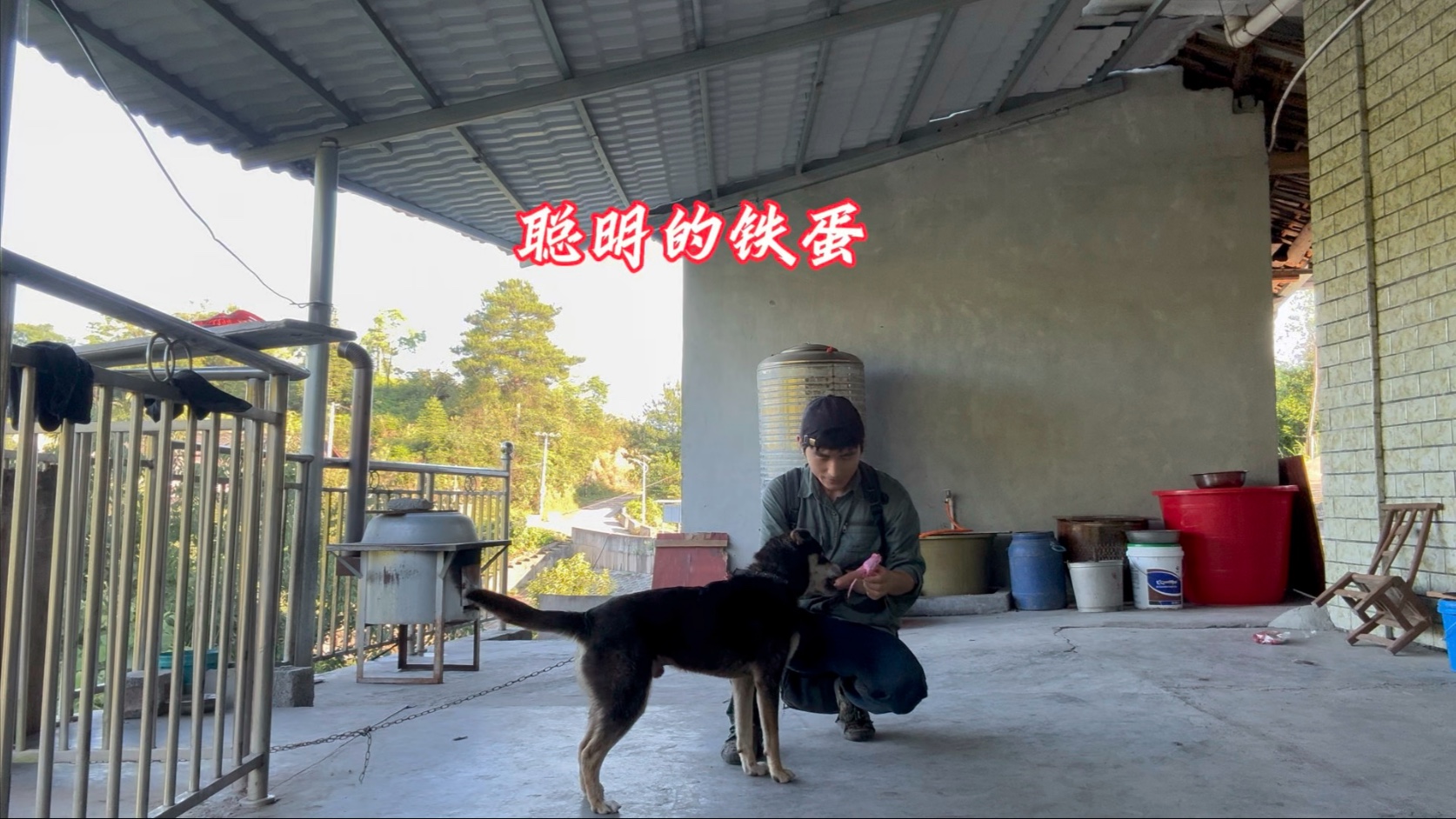 我是村里的宠物官，我的责任，是照顾好每一只田园犬和田园猫