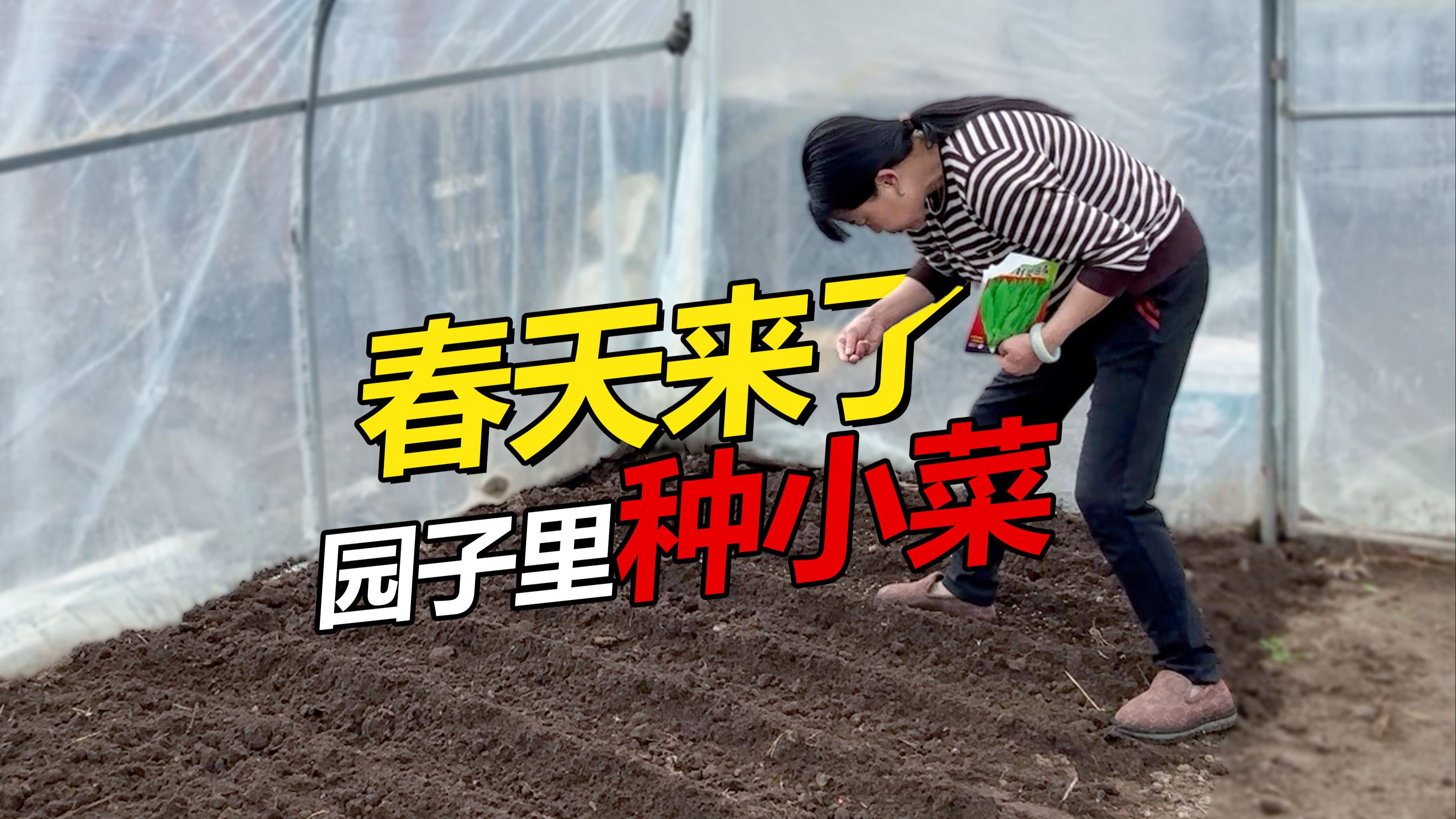 又是春天到来 到大棚里种上小菜
