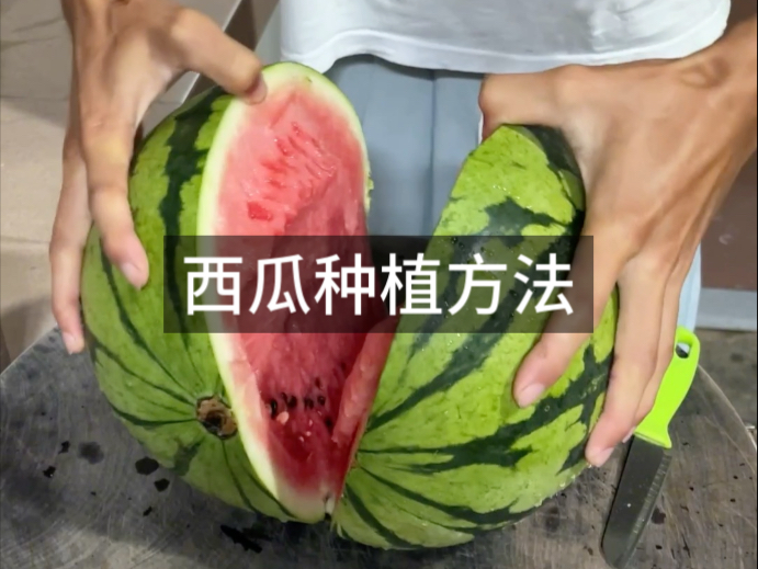 历时一百多天，从种子到收获，如何种植美都西瓜