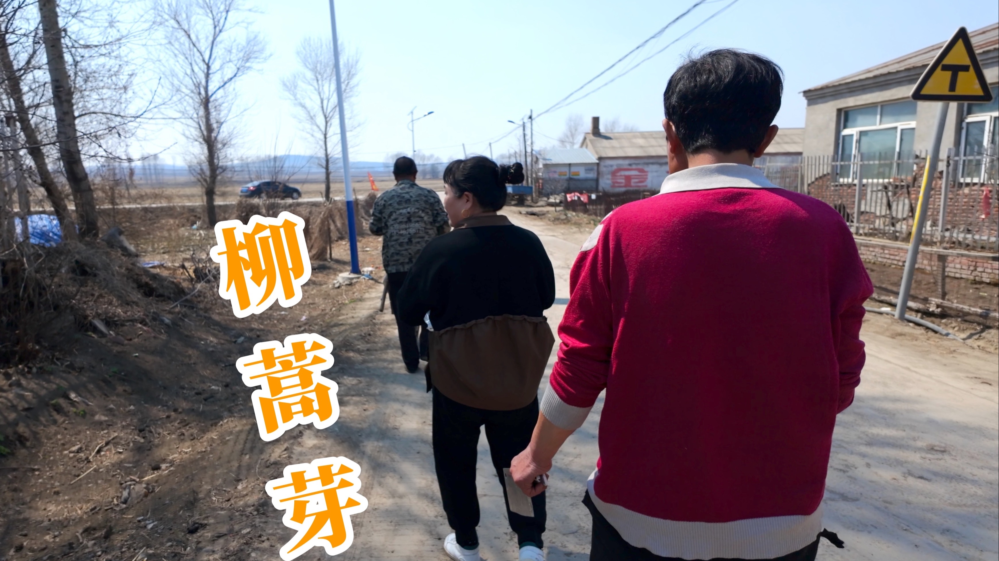 跟大姨去挖柳蒿芽，确实真不少，就是扎一裤子鬼插