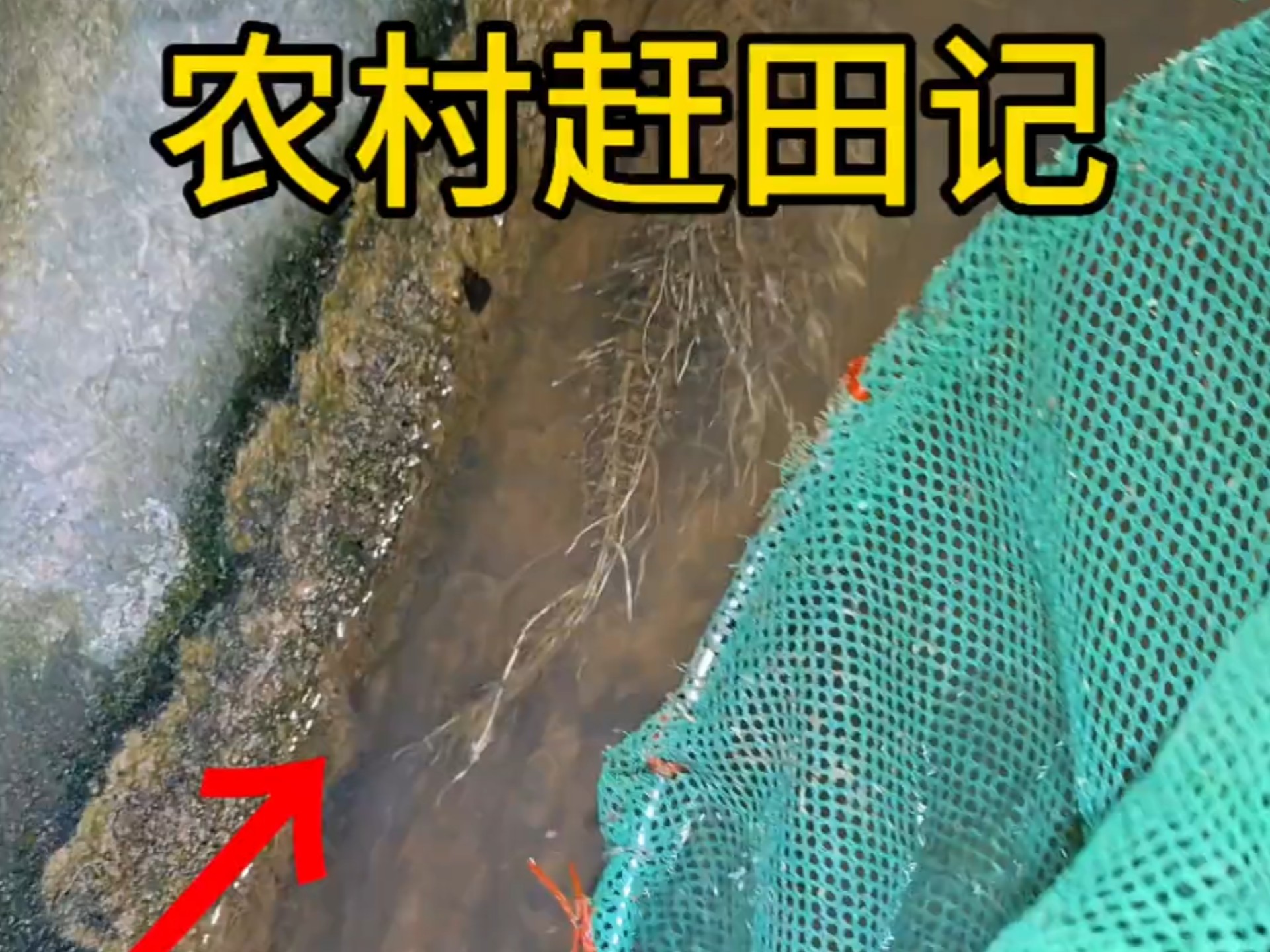 田边的水沟里好多塘角鱼啊！