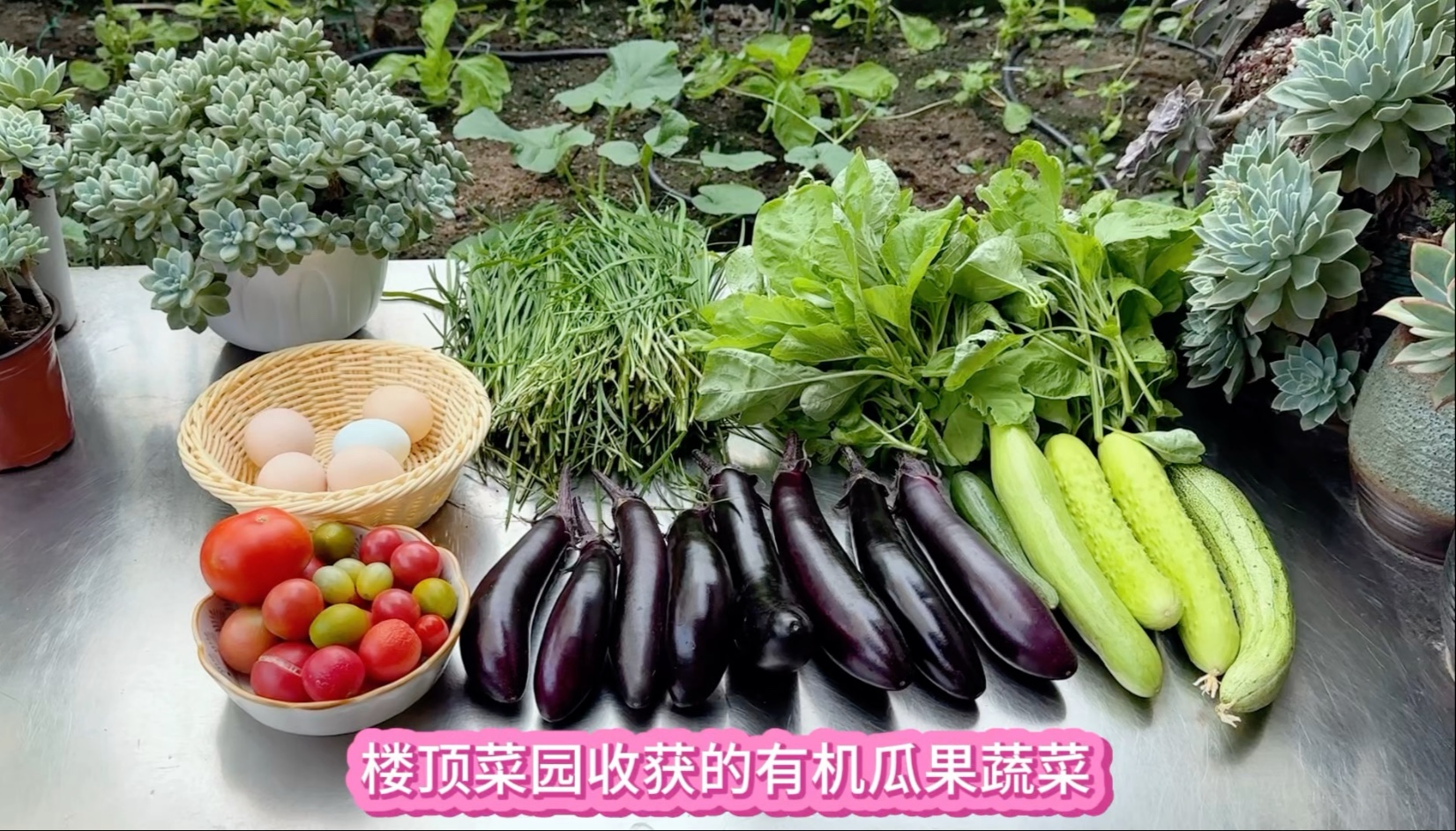楼顶菜园不大 但一家两三口人的有机瓜果蔬菜供应还是够的
