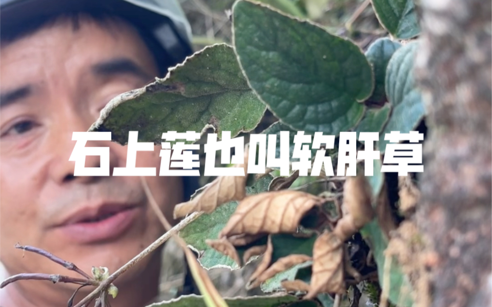 石上莲也叫软肝草