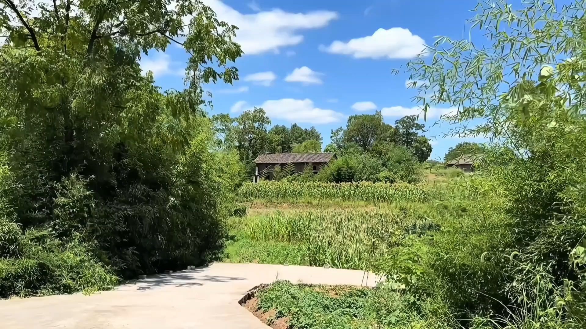 “微风  蝉鸣  夏天  舒适感”