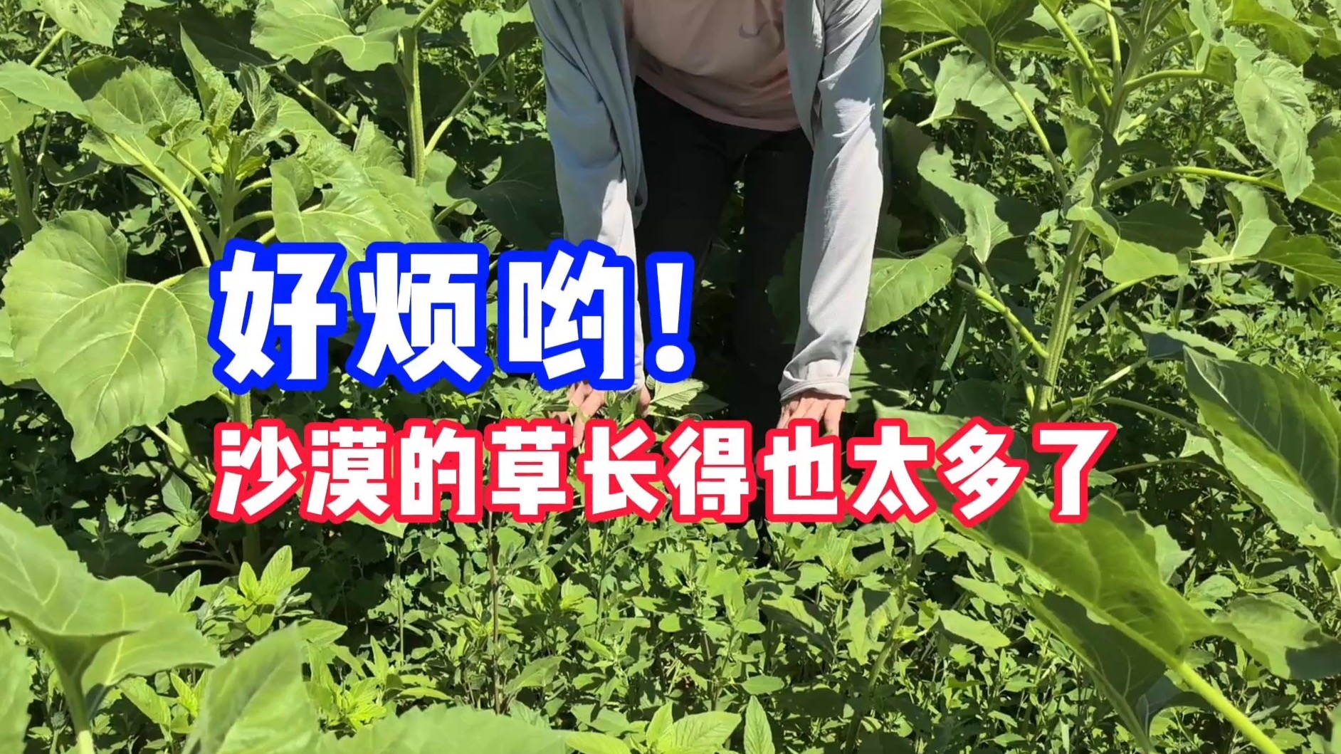 顶级凡尔赛,沙漠里的草太多了!
